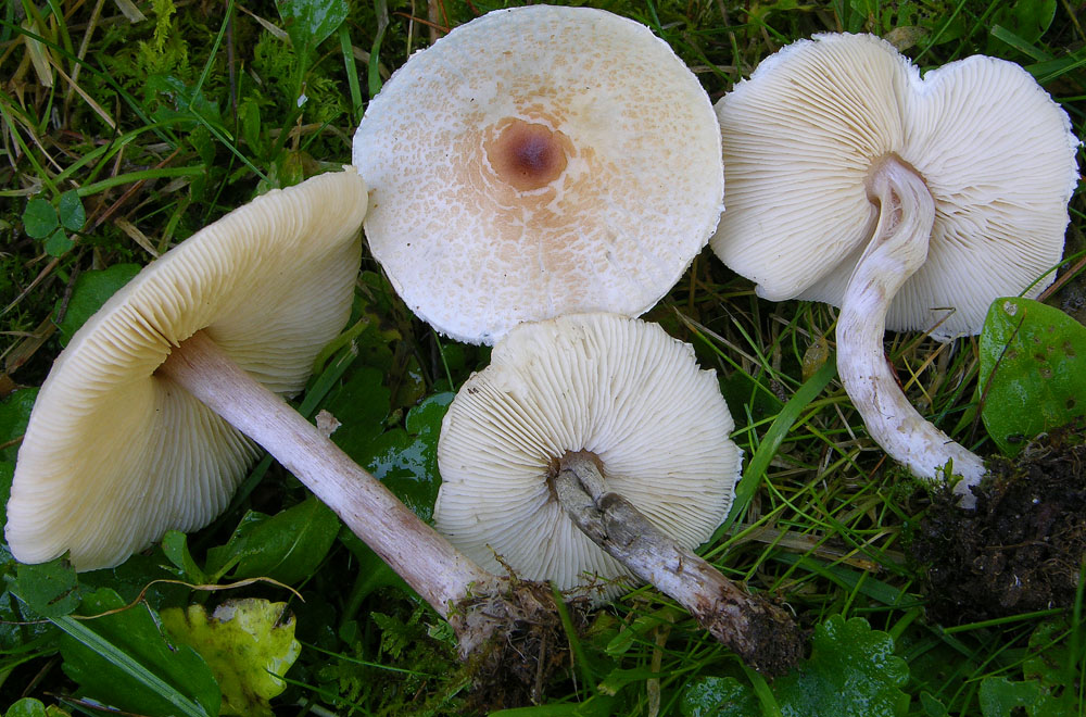 Totofungo...per chi vuole provarci.